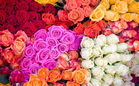 what are the cheapest flowers to buy